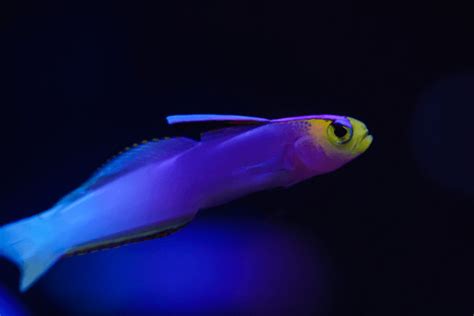 Helfrich's Firefish Goby For Sale (Nemateleotris helfrichi). TOP Care facts. Reefs4Less.com