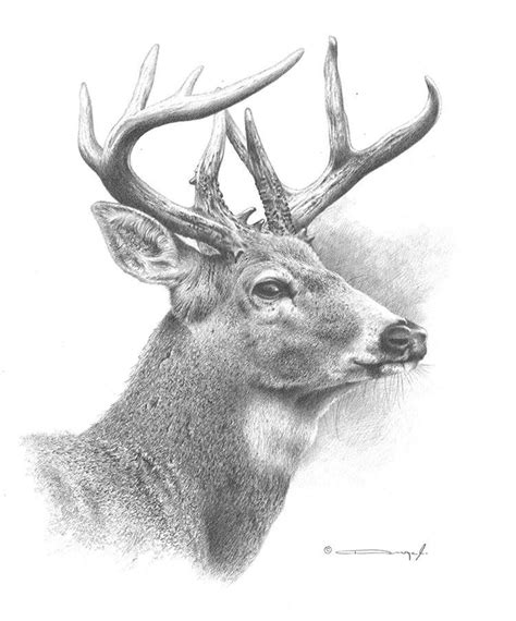 White Tailed Deer Drawing at PaintingValley.com | Explore collection of ...