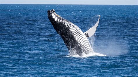 Free photo: Humpback whale - Animal, Surface, NewfoundlandandL - Free ...