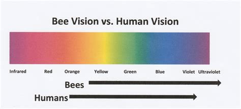 Bee Vision vs Human Vision – Cherokee Beekeepers Club