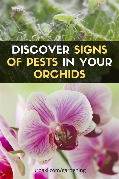 Discover Signs of Pests in your Orchids in 2021 | Orchids, Pests, Garden pests