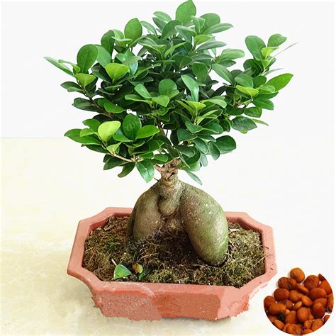 20Pcs Banyan Benghalensis Ficus Seeds - Pure Bonsai