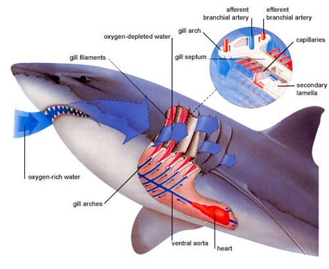 3. Circulatory and Respiratory System | Sharks