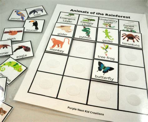 Animals of the Rainforest Worksheet, Rainforest Habitat, Geography ...