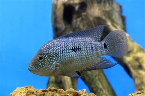 Den komplette Cichlid Care Guide: Texas, Colors, Size, Tank Mates ...