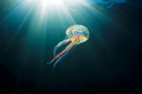 Pelagia noctiluca rainbow | Pet jellyfish, Jellyfish aquarium, Jellyfish