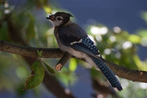 Blue Jay with beak deformity. - FeederWatch