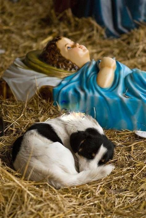 Dogs lists on Ranker | Christmas nativity scene, Dog list, Christmas nativity