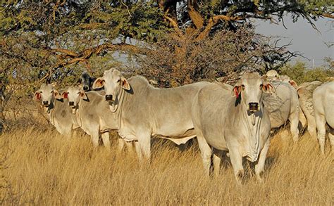 Breeding Brahman cattle with superior genetics | Farmer's Weekly