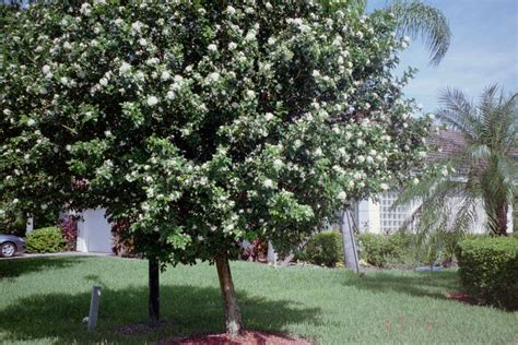 My Parents old Jasmine Tree