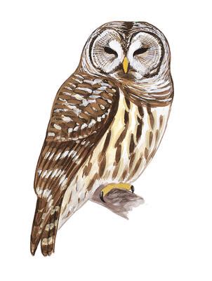 Download Barred Owl clipart for free - Designlooter 2020 👨‍🎨