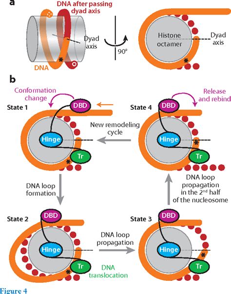 Figure 1 from The biology of chromatin remodeling complexes. | Semantic ...