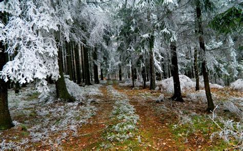 Trail In Frosty Winter Forest wallpapers HD free - 247588 | Winter ...