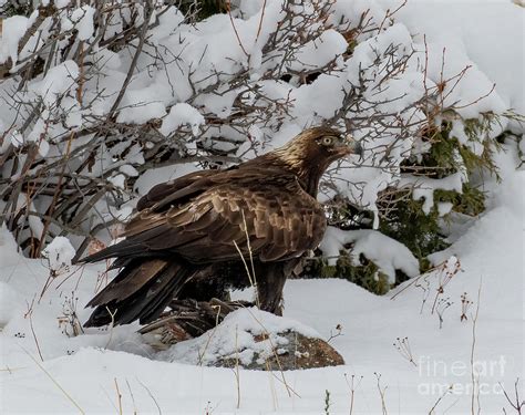 Golden Eagle Feeding Photograph by Dale Erickson