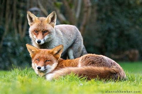 Red Fox Sexing | Wildlife Online