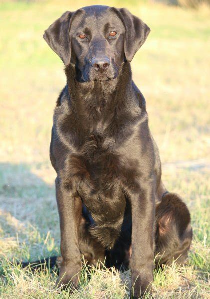 Driftcreek Labradors | Hunting Dog Breeders