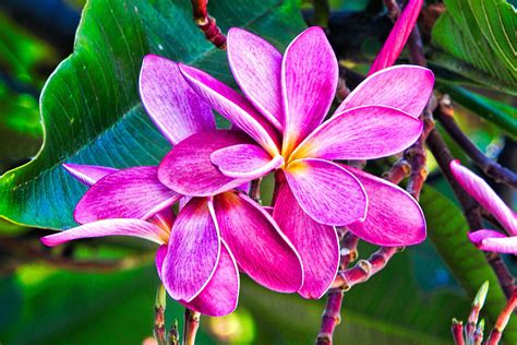 Purple Plumeria Photograph by Leon Roland - Fine Art America