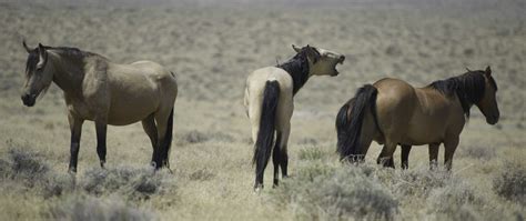 Wild Horses » Jim Child Photography