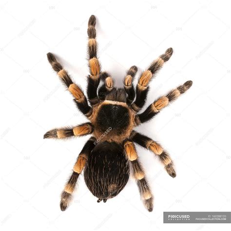 Mexican redknee tarantula — Studio Shot, zoological - Stock Photo | #160288120