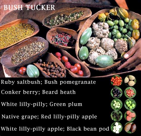 Bush Tucker Plants - Plants BY