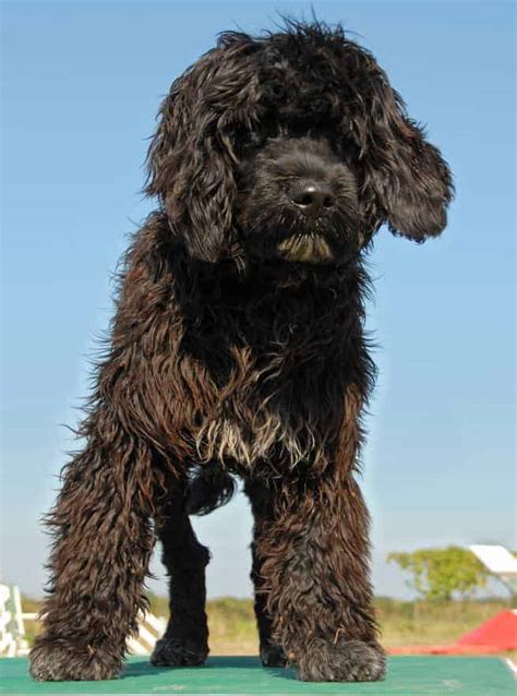 Portuguese Water Dog Temperament, Price, Puppies & Breeder Tips