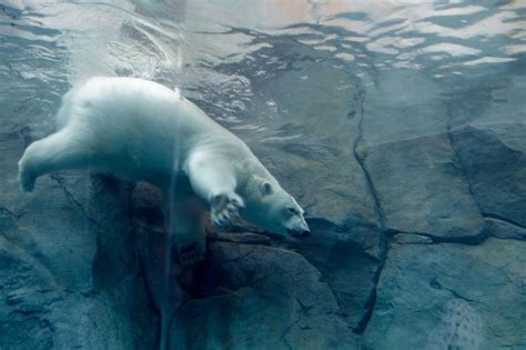 Assiniboine Park Zoo - polar bears - Travel2Next