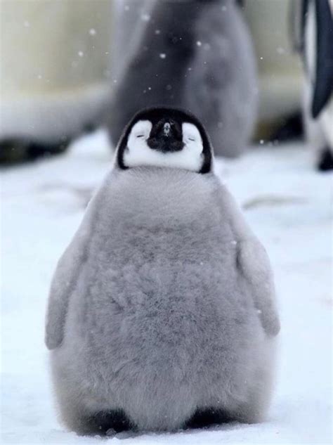 Here's a happy baby penguin to celebrate world penguin day! : r/aww