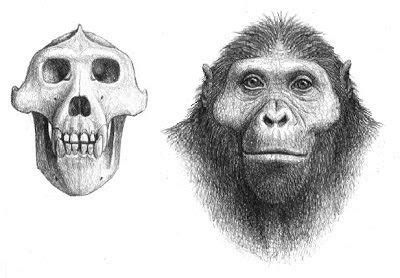 Ouranopithecus - Alchetron, The Free Social Encyclopedia