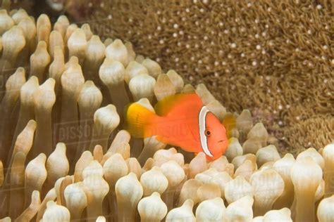 Anemonefish and sea anemone - Stock Photo - Dissolve