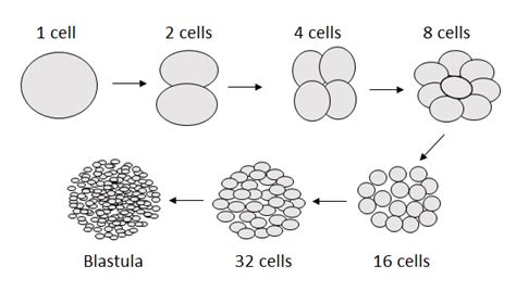 Blastula Stage: Definition, Formation & Transitions | Study.com