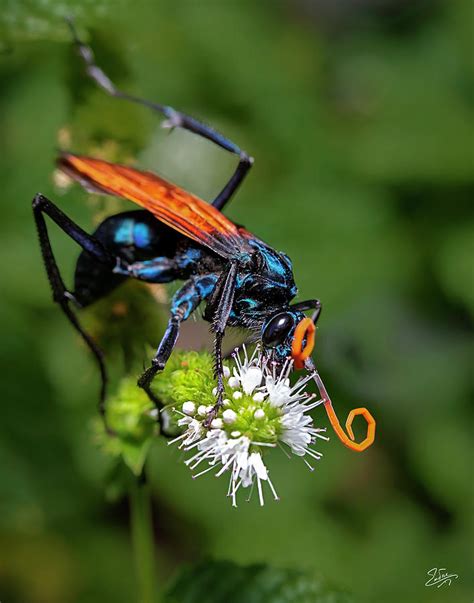 Tarantula Hawk Wasp Photograph by Endre Balogh - Pixels