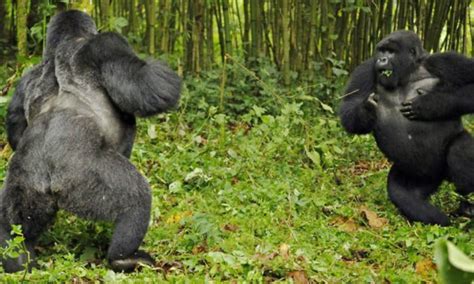 Why do Silverback Gorillas fight? - silverback gorilla fights