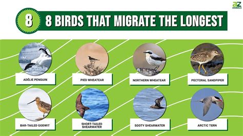 15 Types Of Migrating Birds A-Z Animals, 51% OFF