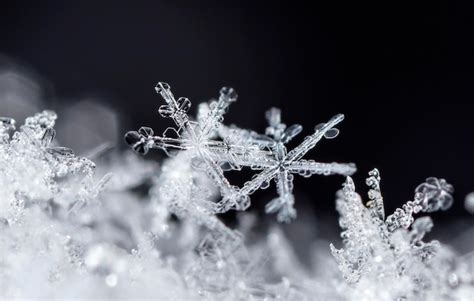 Premium Photo | Winter photo of snowflakes in the snow