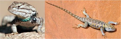 3 Types of Spiny Lizards Found in Nevada! (ID Guide) - Bird Watching HQ