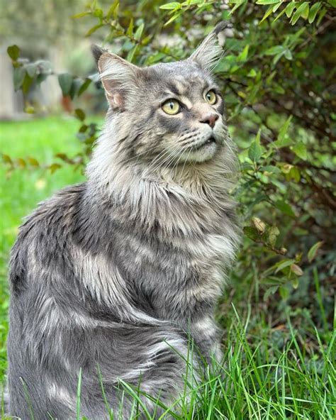 21 Blue Tabby Maine Coon Cats You’ll Want to Adopt - MaineCoon.org