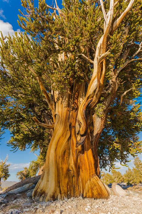 Ancient, Massive Bristlecone Pine - Still thriving after thousands of ...