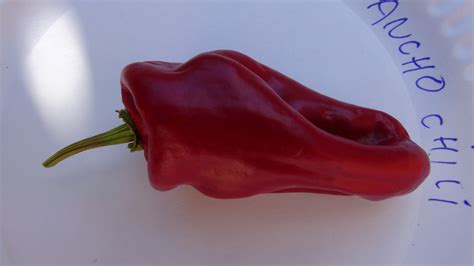 Ancho Chile Pepper | HRSeeds