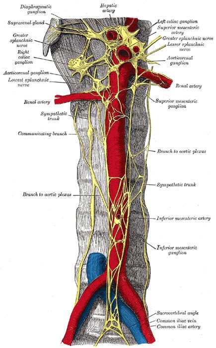 Inferior hypogastric plexus - wikidoc