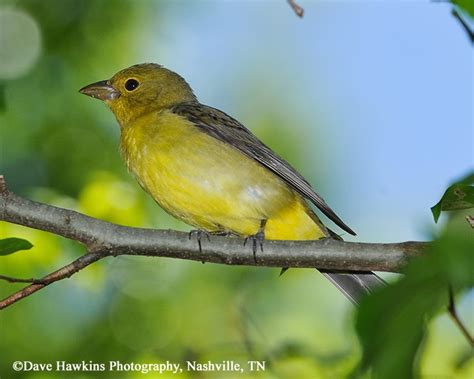 Tennessee Watchable Wildlife | Scarlet Tanager - Habitat: FOREST