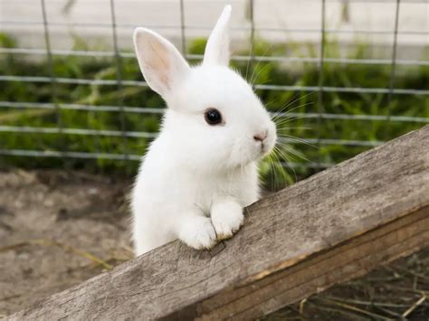 Encephalitozoon Cuniculi in Rabbits: Prevention and Treatment | Here Bunny