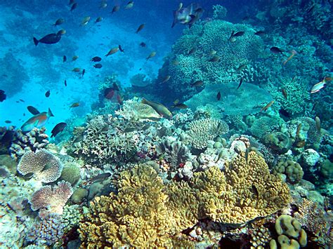 File:Coral reefs in papua new guinea.JPG - Wikipedia