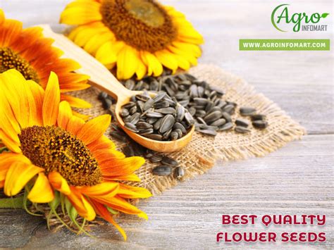 Flower Seeds Suppliers In Hyderabad | Best Flower Site