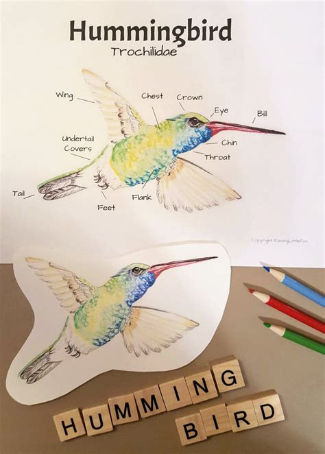 Hummingbird Anatomy and Facts Lesson Plans Homeschool - Etsy