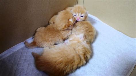 Seeing One Kitten Yawn Is Cute, But Four Kittens Yawning in Harmony? CUTENESS OVERLOAD! – Madly Odd!