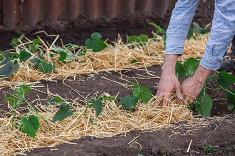 How to Mulch Your Vegetable Garden? - UrbanicFarm