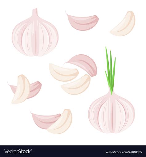 Garlic Royalty Free Vector Image - VectorStock