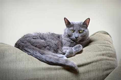 Korat Cat: Pictures, Temperament & Traits | Pet Keen