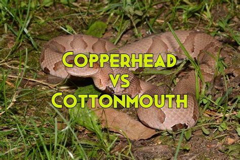 Copperhead Vs Cottonmouth: 10 Major Differences