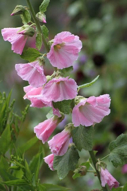 Hollyhock Pink Flower · Free photo on Pixabay